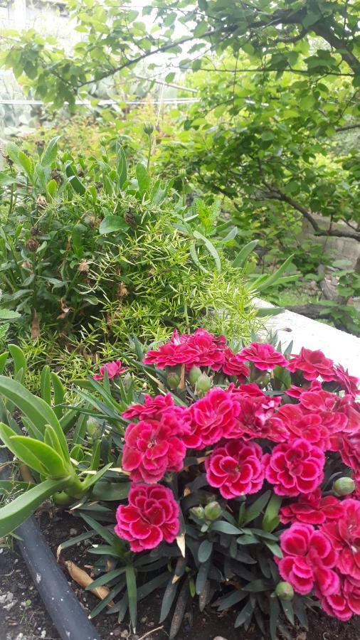 카타니아 Carrubo - Giardino In Citta 빌라 외부 사진